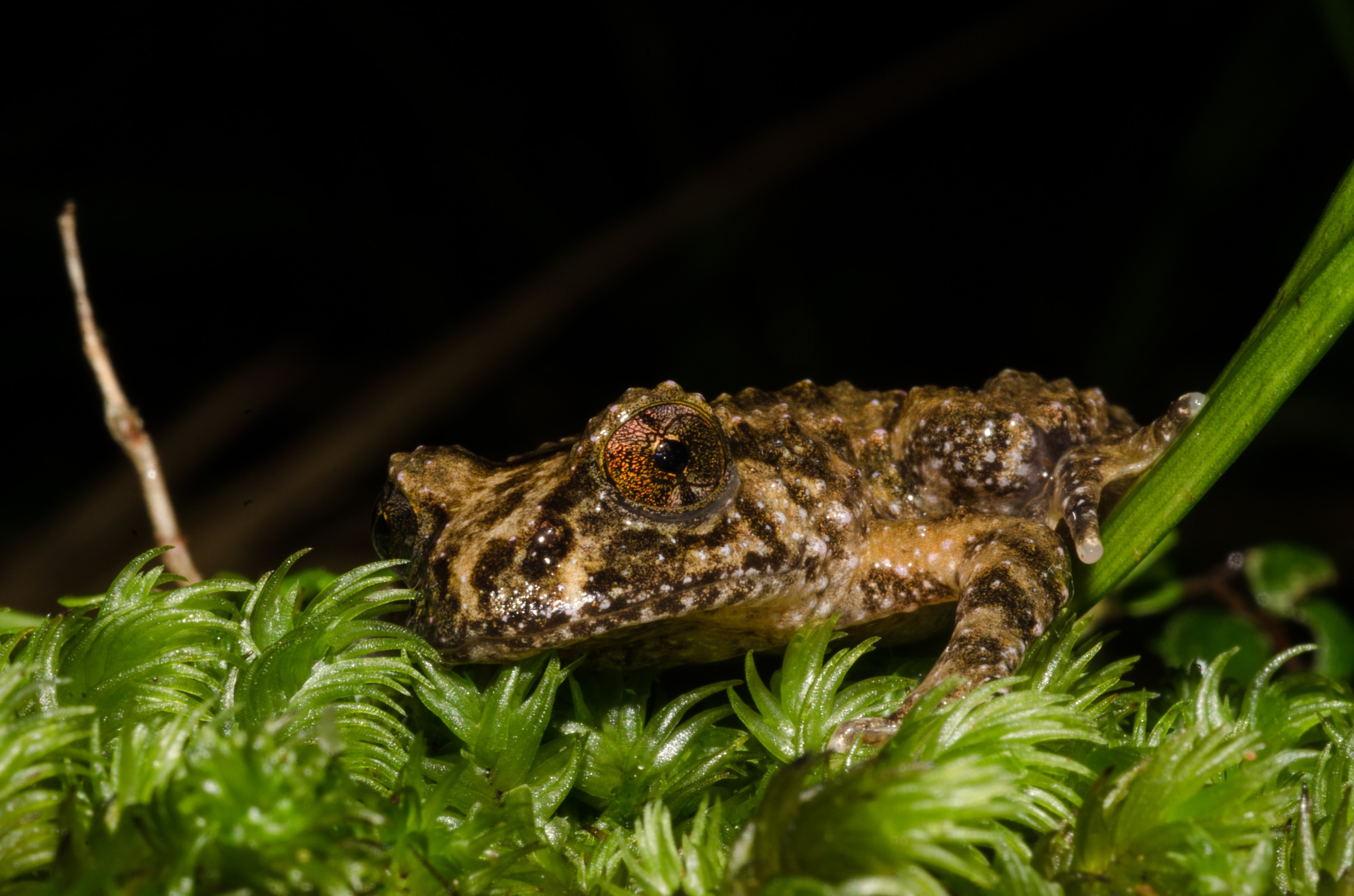 DSC_3496 – Hochstetter's, frog, Leiopelma, hochstetteri, Hochstetter, coromandel, amphibian, Crispin, reptiles, amphibians, rare, cold, blood, new, new zealand, zealand, nz
